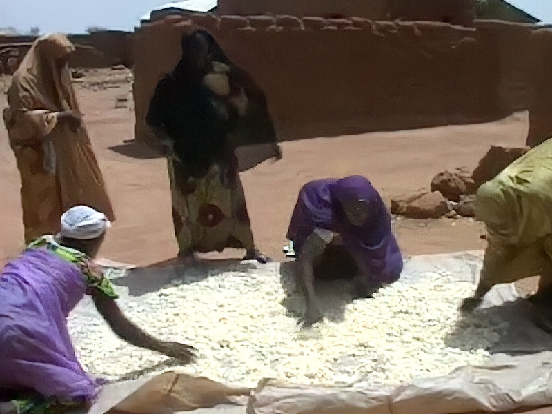 Transformation of cassava into gari (tapioca)